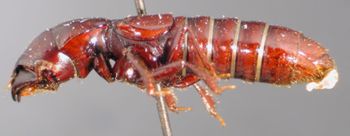 Media type: image;   Entomology 20233 Aspect: habitus lateral view